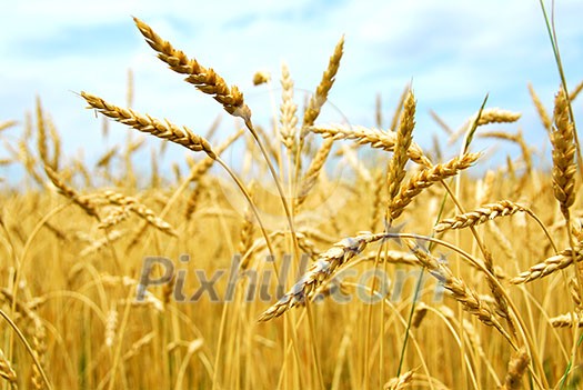 Yellow grain ready for harvest growing in a farm field Yellow grain ready for harvest growing in a farm field