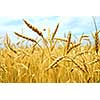 Yellow grain ready for harvest growing in a farm field