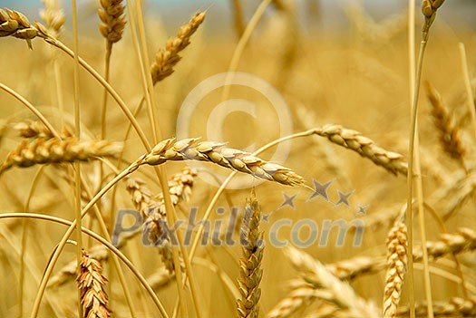 Grain ready for harvest growing in a farm field Grain ready for harvest growing in a farm field