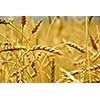 Grain ready for harvest growing in a farm field