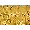 Grain ready for harvest growing in a farm field