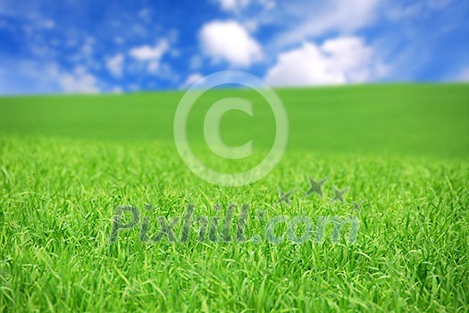 Agricultural landscape - green field of young grain grass with bright blue sky