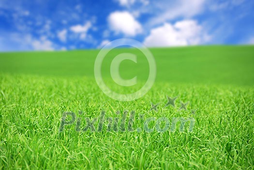 Agricultural landscape - green field of young grain grass with bright blue sky Agricultural landscape - green field of young grain grass with bright blue sky
