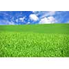Agricultural landscape - green field of young grain grass with bright blue sky