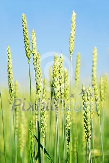 Green young grain growing in a farm field