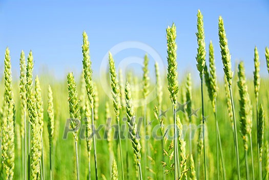 Green young grain growing in a farm field
