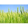 Green young grain growing in a farm field