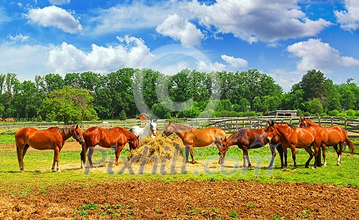 Several horses feeding at the runch on bright summer day