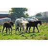 Horses on a ranch  - mares with colts