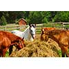 Several horses feeding at the runch on bright summer day