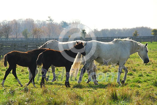 Horses on a ranch - white mares with brown colts Horses on a ranch - white mares with brown colts