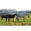 Horses on a ranch - white mares with brown colts