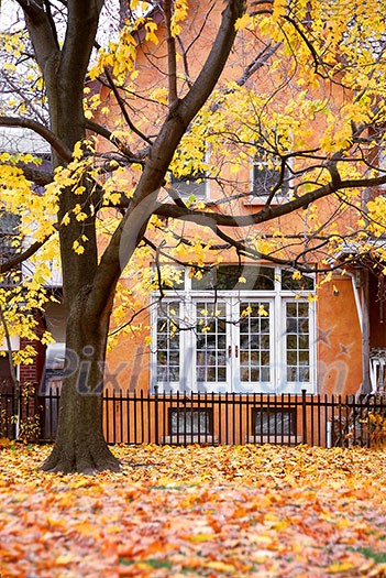 Residential house and tree in the fall Residential house and tree in the fall