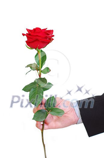 Man's hand holding a red rose on white background