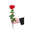 Man's hand holding a red rose on white background