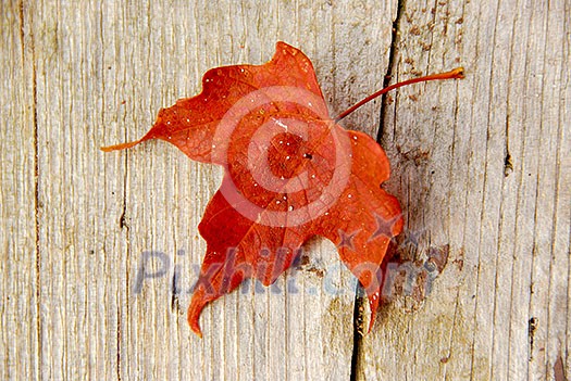 Closeup on red maple leaf on wood background Closeup on red maple leaf on wood background