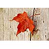 Closeup on red maple leaf on wood background