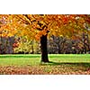 Single maple tree with colorful fall leaves