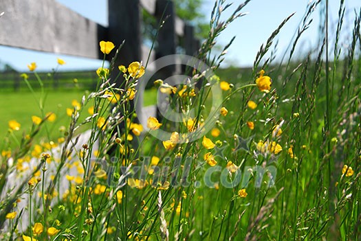 Yellow buttercups growing near farm fence in a green meadow Yellow buttercups growing near farm fence in a green meadow