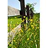 Yellow buttercups growing near farm fence in a green meadow