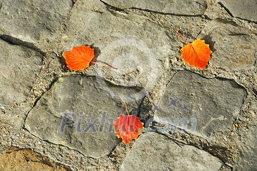 Background of old cobblestone pavement with autumn leaves Background of old cobblestone pavement with autumn leaves