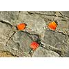 Background of old cobblestone pavement with autumn leaves