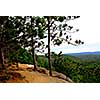 Forest trail on pine cliffs in Algonquin provincial park in Canada