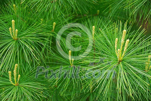 Background of young new pine needles in the spring