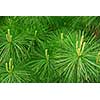 Background of young new pine needles in the spring