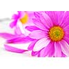 Closeup of pink flower blossoms on white background