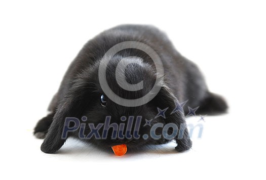 Black holland lop bunny rabbit eating a carrot isolated on white background Black holland lop bunny rabbit eating a carrot isolated on white background