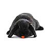 Black holland lop bunny rabbit eating a carrot isolated on white background