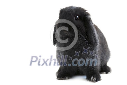 Black holland lop bunny rabbit isolated on white background