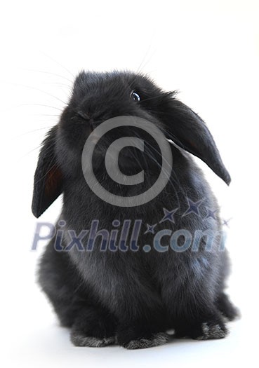Black holland lop bunny rabbit isolated on white background