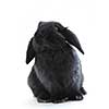 Black holland lop bunny rabbit isolated on white background