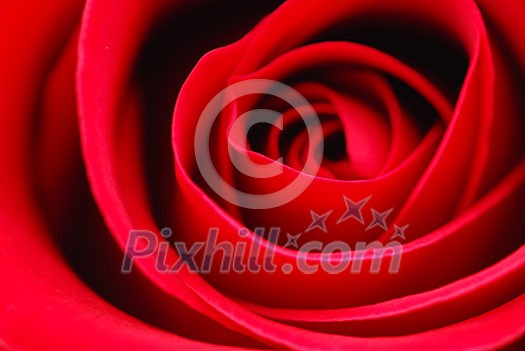 Extreme macro of bright red rose petals