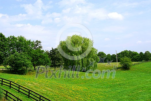 Rural landscape of lush green fields and trees 