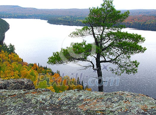 Scenic view of a lake and lone pine tree in Algonquin provincial park Ontario Canada from hill top Scenic view of a lake and lone pine tree in Algonquin provincial park Ontario Canada from hill top
