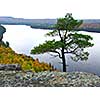 Scenic view of a lake and lone pine tree  in Algonquin provincial park Ontario Canada from hill top