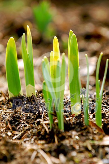Shoots of spring flowers in early spring garden