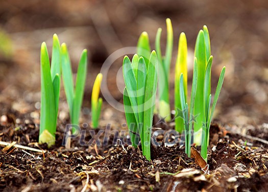 Shoots of spring flowers daffodils in early spring garden