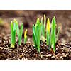 Shoots of spring flowers daffodils in early spring garden