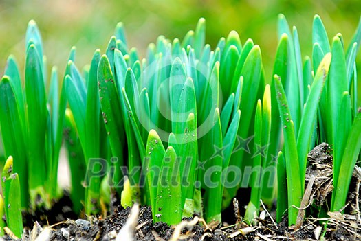 Shoots of spring flowers daffodils in early spring garden Shoots of spring flowers daffodils in early spring garden