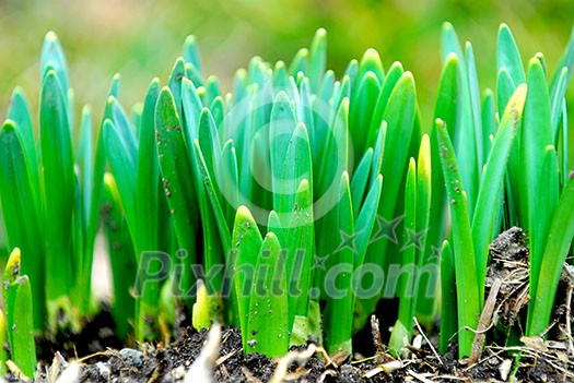 Shoots of spring flowers daffodils in early spring garden