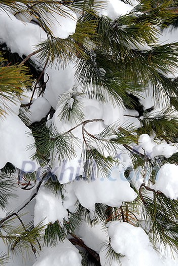 Branches of a pine tree covered with snow