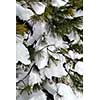 Branches of a pine tree covered with snow