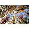 Tops of colorful fall trees on blue sky background