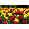 Field of colorful yellow and purple tulips