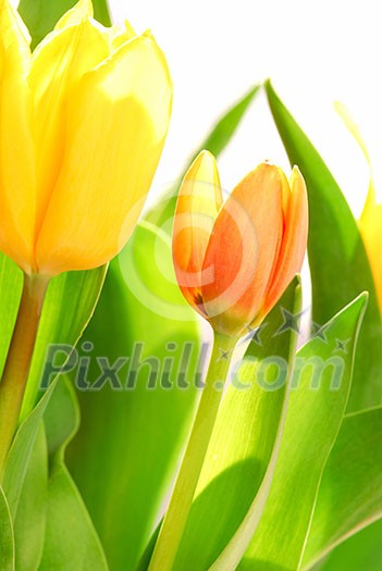 Close up on fresh backlit tulips on white background Close up on fresh backlit tulips on white background