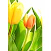 Close up on fresh backlit tulips on white background